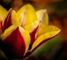 France-Giverny Close-up orange and yellow tulip petals Art Print